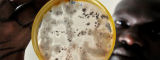 African scientist studying bean disease - Flickr/CIAT International Center for Tropical Agriculture