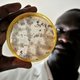 African scientist studying bean disease African scientist studying bean disease