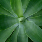 Fox tail agave