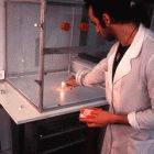 Testing an insecticide, Buenos Aires