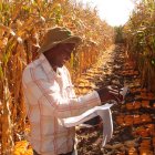 Maize researcher