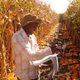 Maize researcher
