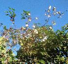 Cotton plant