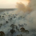 amazonPara_greenpeaceDanielBeltra