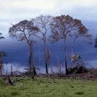 Deforestation in Brazil's Amazon basin