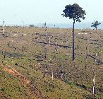 Deforestación en la Amazonia 