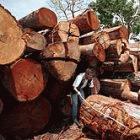 Mahogany logs in the Brazilian Amazon