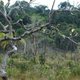 Amazon savannah