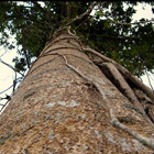 Anani (Symphonia globulifera) 