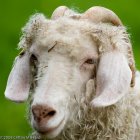 Angora goat