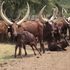 Ankole cattle