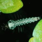 An <i>Anopheles sp.</i> larva