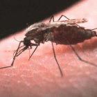 Female mosquito feeding on human blood