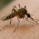 Anopheles mosquito