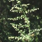 Flower of Artemisia annua