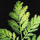 Artemisinin annua