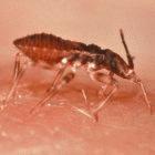 <i>Triatoma infestans</i> or 'assassin bug', is a vector for Chagas disease.