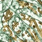 Avian influenza viruses (gold)