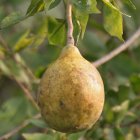 A light brown Bael fruit