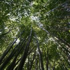 Bamboo