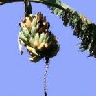 Bananas infected with banana bacterial wilt