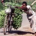 Man pushes bananas on bicycle in Uganda.