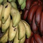 Banana diversity: different varieties on sale in Micronesia