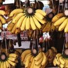 Uganda aims to use biotechnology to protect its banana crops from fungal disease