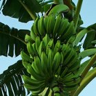 Banana tree
