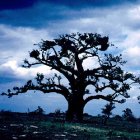 baobab