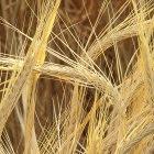 The newly discovered barley may help breeders select for drought and disease tolerance