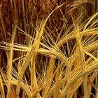 Barley genetically modified to resist the yellow dwarf virus.