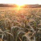 A field of barley at sunset
