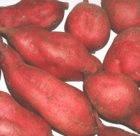 China will grow batata for biofuels