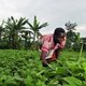Bean farmer