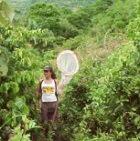 A Brazilian researcher collecting bees