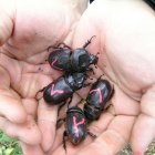 Beetles