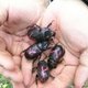 Beetles