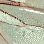 Taxonomists compare the veins on bee's wings to tell species apart
