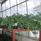 Transgenic sweet potatoes in a greenhouse at the Kenya Agricultural Research Institute