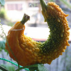 Bitter gourd