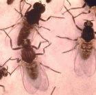 Black flies transmit the parasite