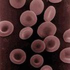 Blood group O cells do not readily form 'rosettes' 