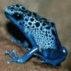 One-third of amphibian species are threatened with extinction according to recent research