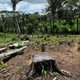 Slash-and-burn agriculture in Bolivia