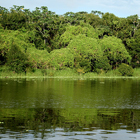 Bosque amazónico