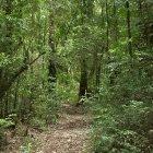 Native forest in Chile