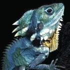 Boyd's forest dragon, <i>Hypsilurus boydii</i>, which is found in Australia, is threatened by global warming