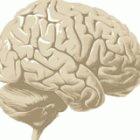 The brain cannot regenerate in HIV-associated dementia