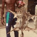 A Ghanaian researcher holds the skin of a side-striped jackal (Canis adustus) sold in the bushmeat trade